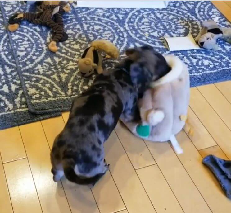 ダックスフンド,動画