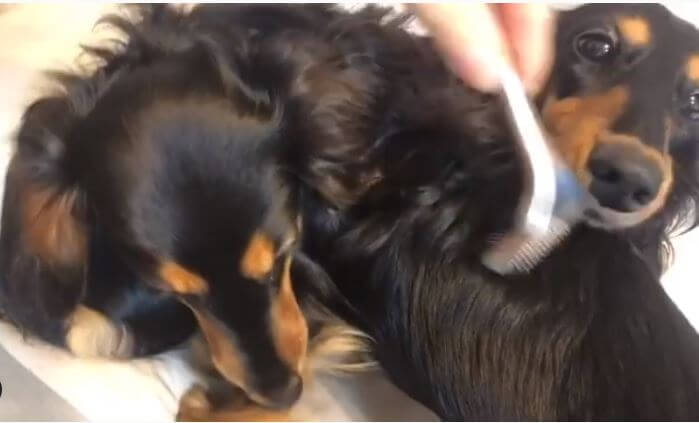 ダックスフンド,動画