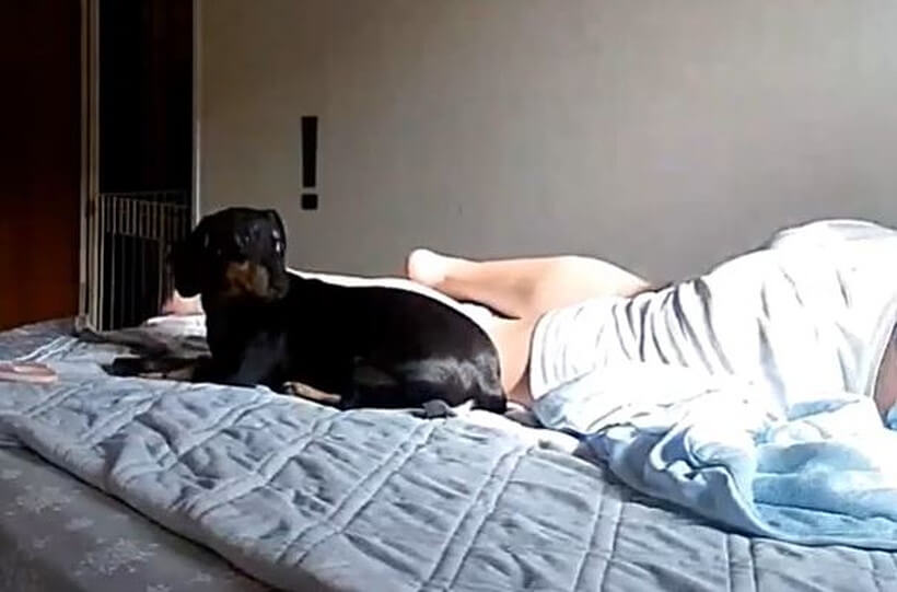 ダックスフンド,動画