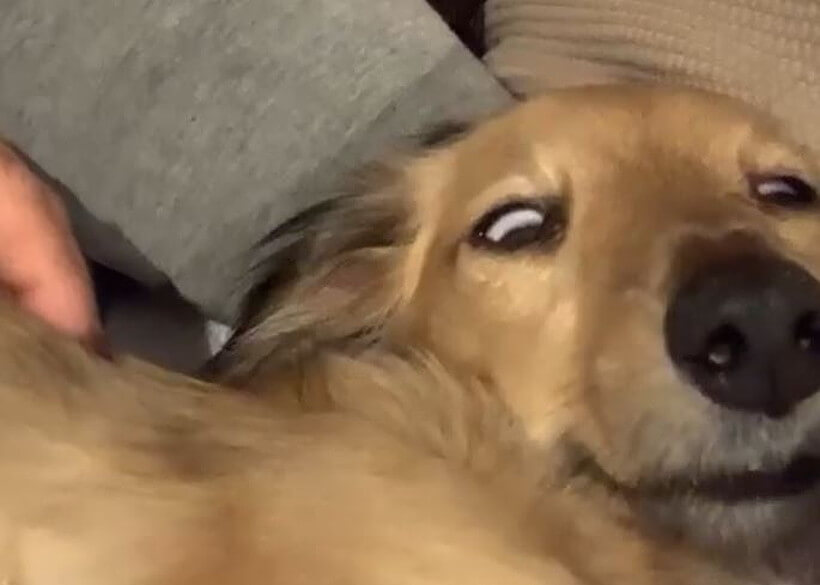 ダックスフンド,動画