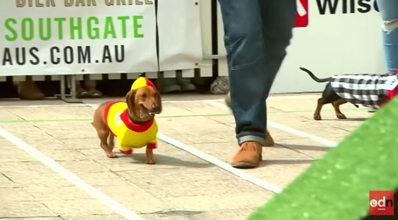 ダックスフンド,動画