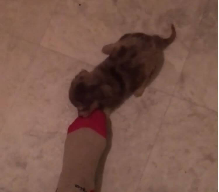 ダックスフンド,動画