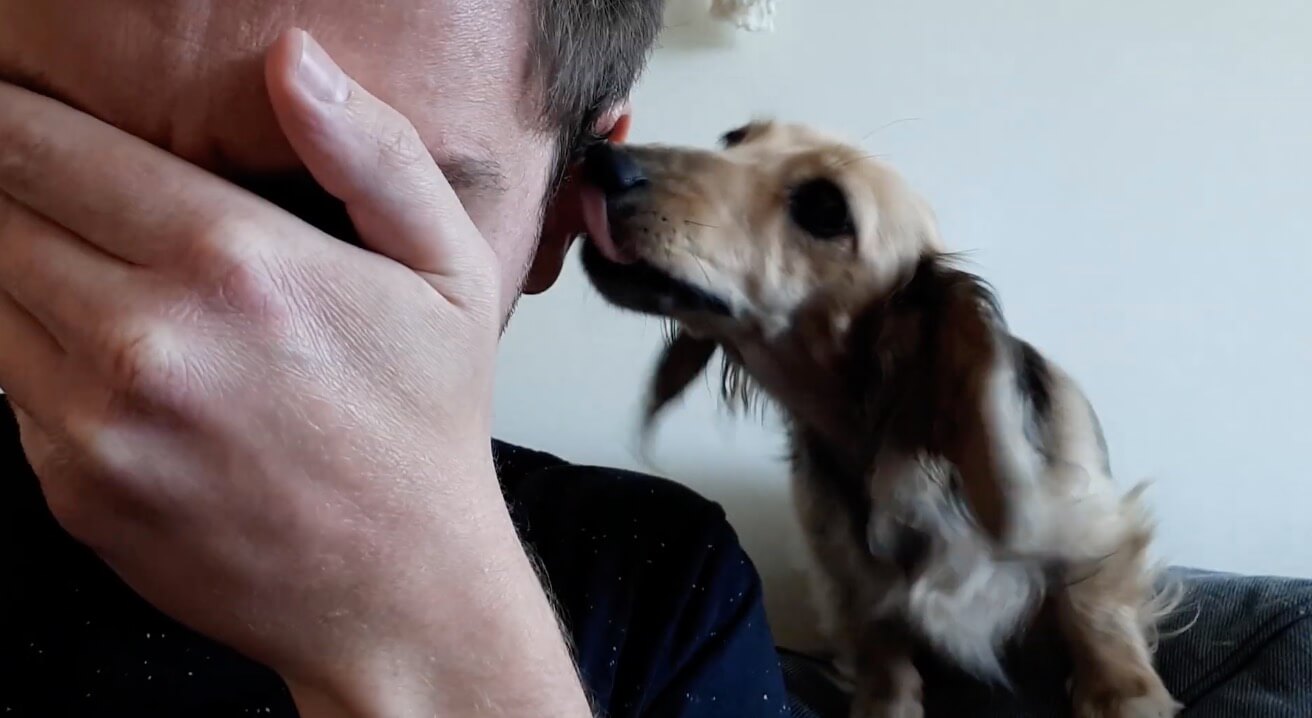 ダックスフンド,動画