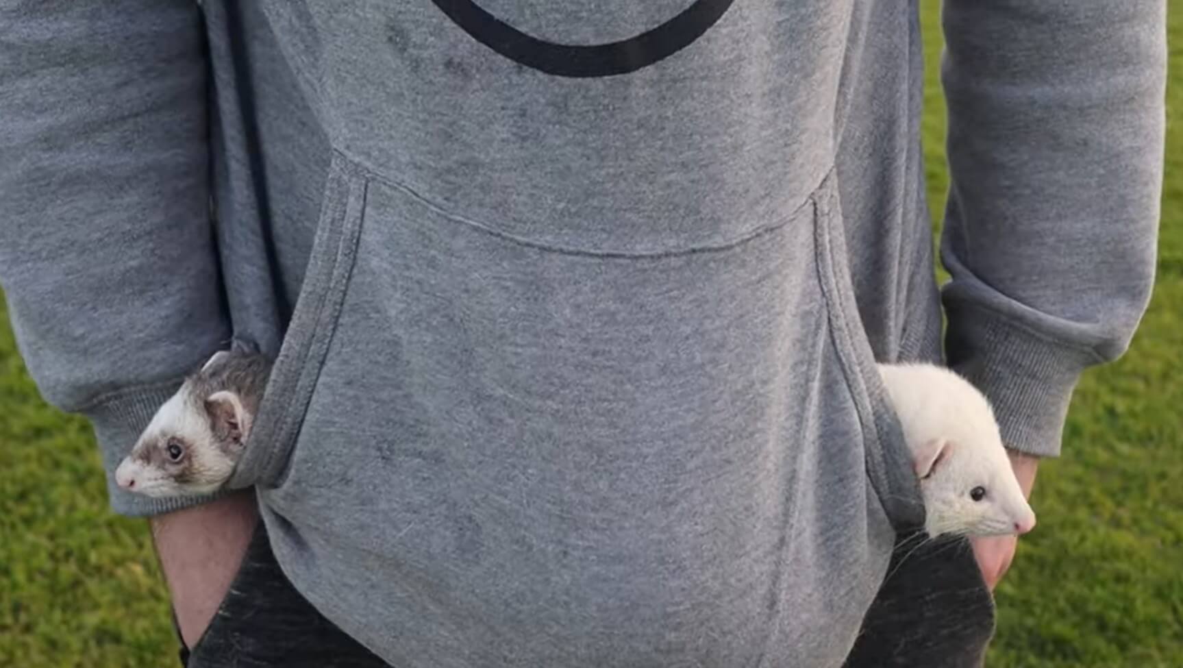 ダックスフンド,動画