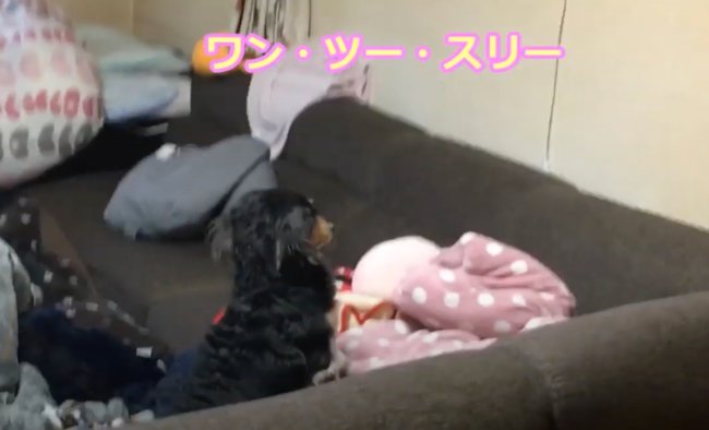 ダックスフンド,動画