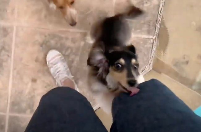 ダックスフンド,動画