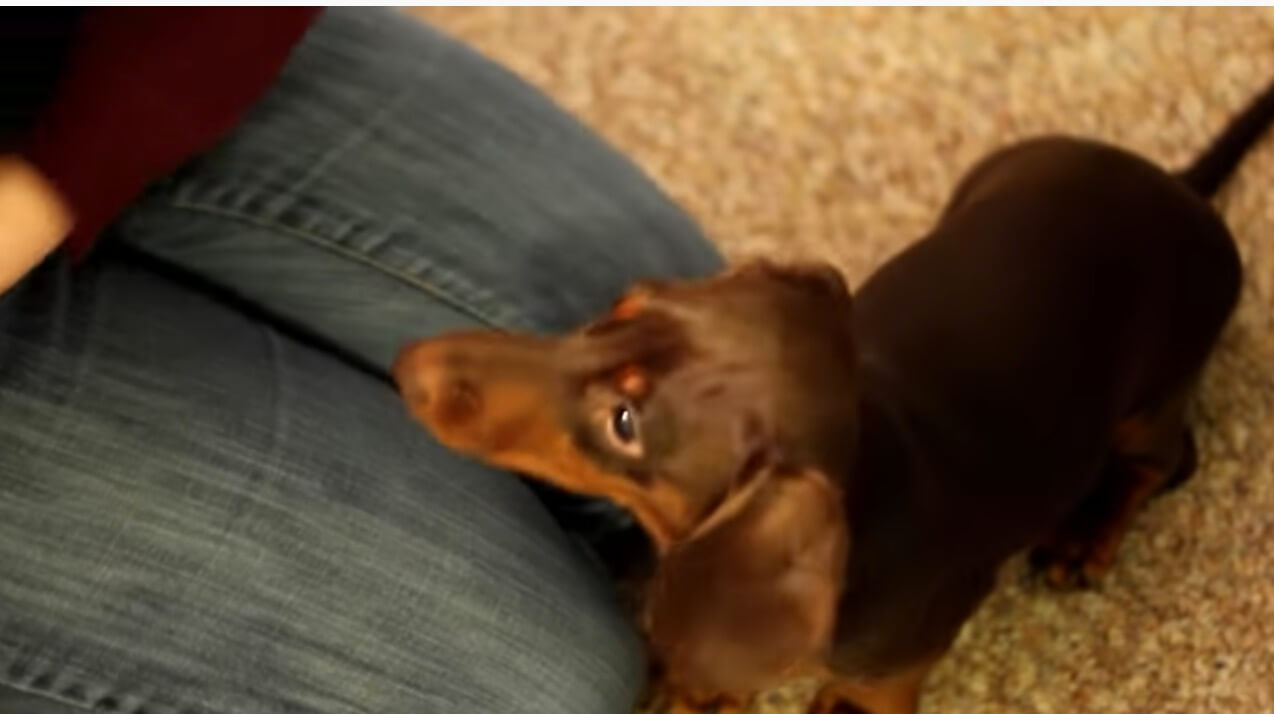 ダックスフンド,動画