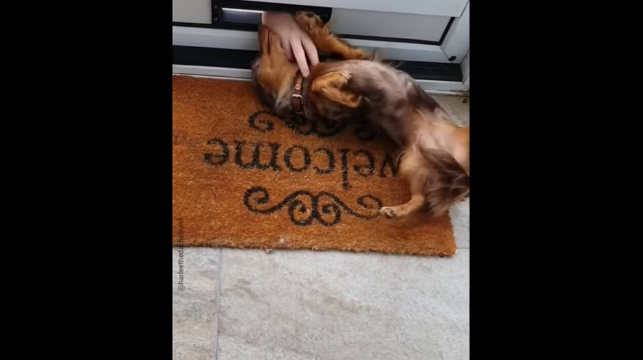 ダックスフンド,動画