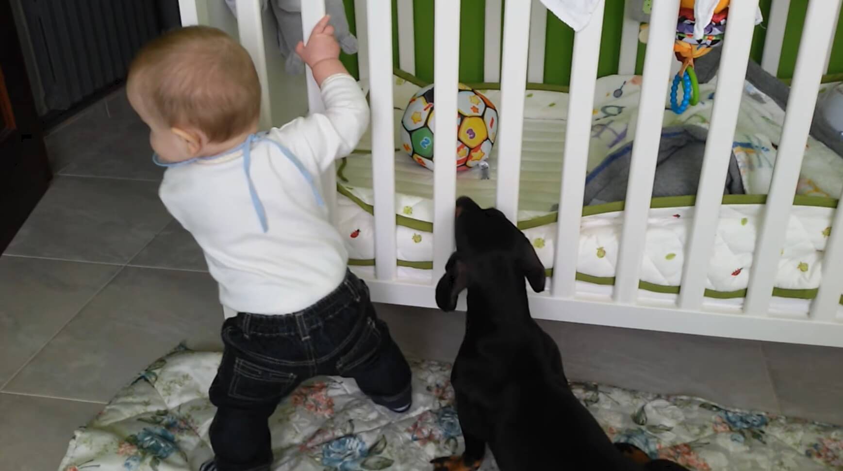 ダックスフンド,動画