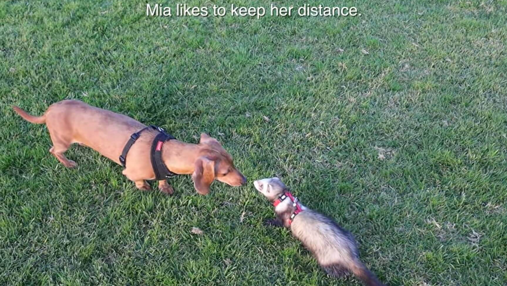 ダックスフンド,動画