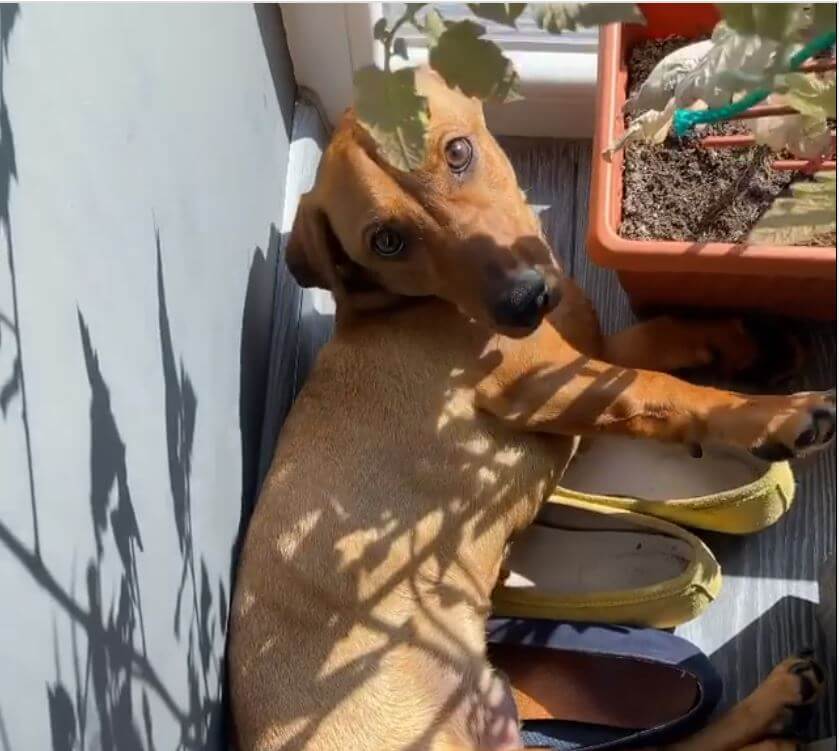 ダックスフンド,動画