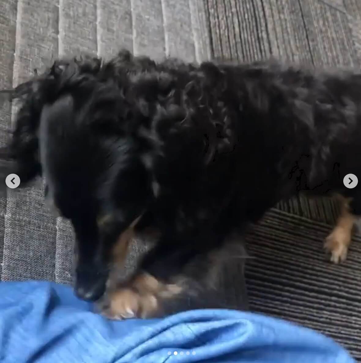 ダックスフンド,動画