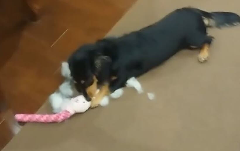 ダックスフンド,動画