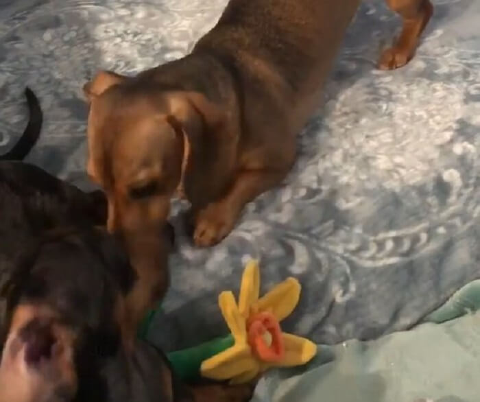 ダックスフンド,動画