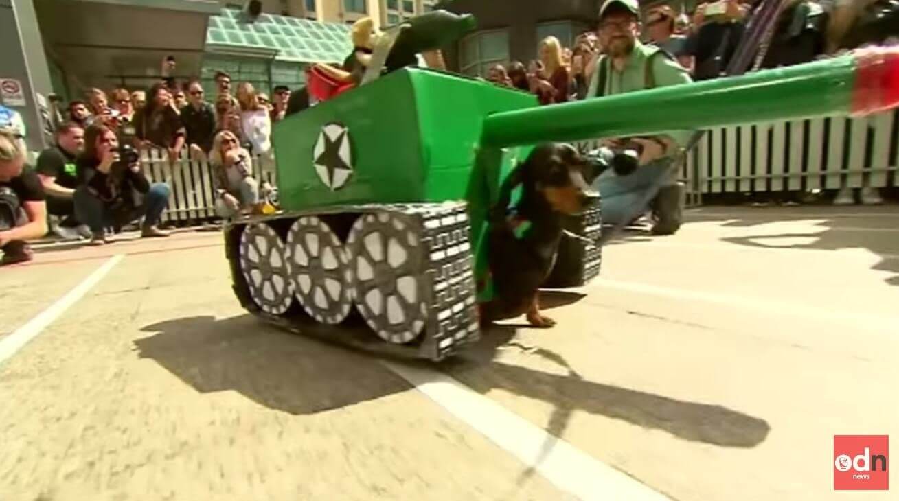 ダックスフンド,動画