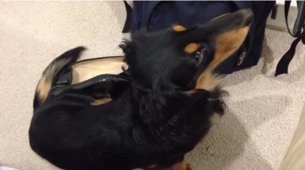 ダックスフンド,動画