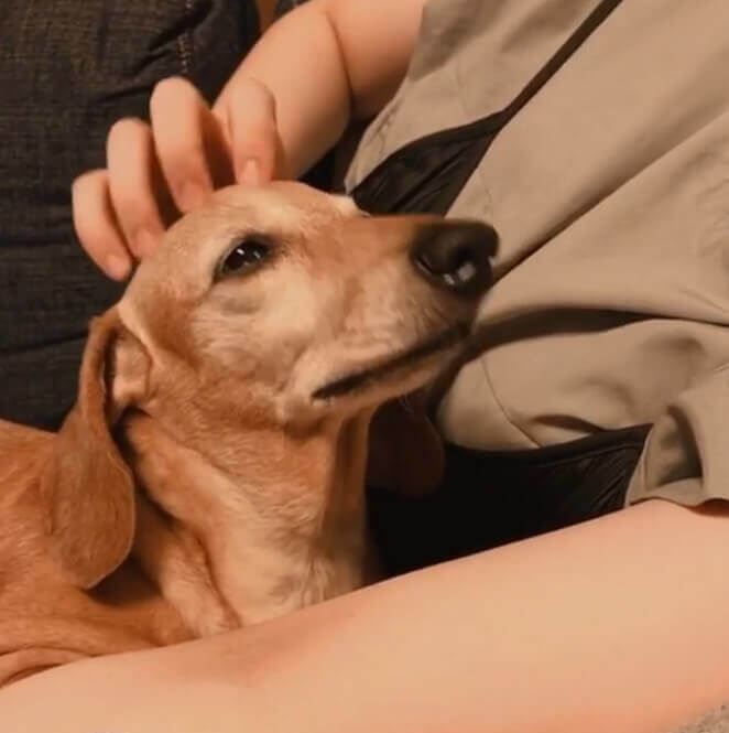 ダックスフンド,動画