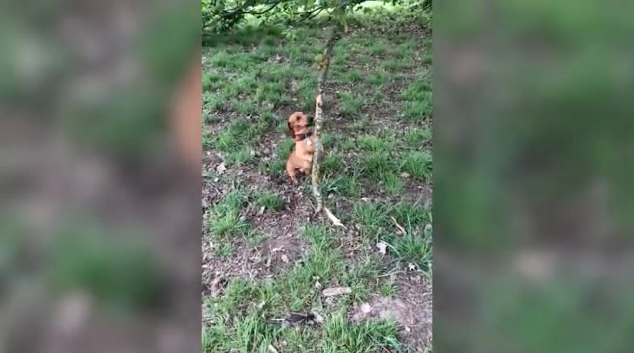 ダックスフンド,動画