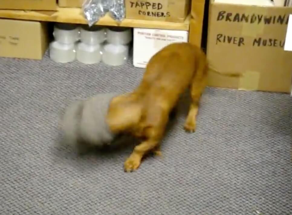 ダックスフンド,動画