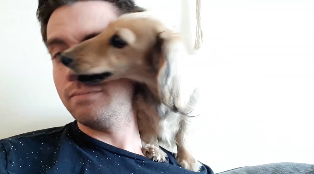 ダックスフンド,動画