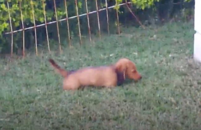 ダックスフンド,動画