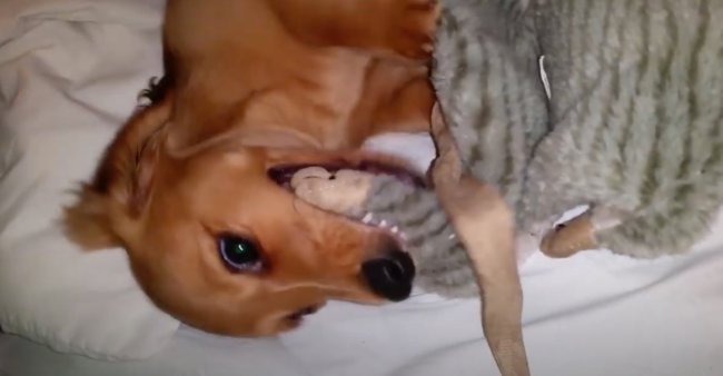 ダックスフンド,動画