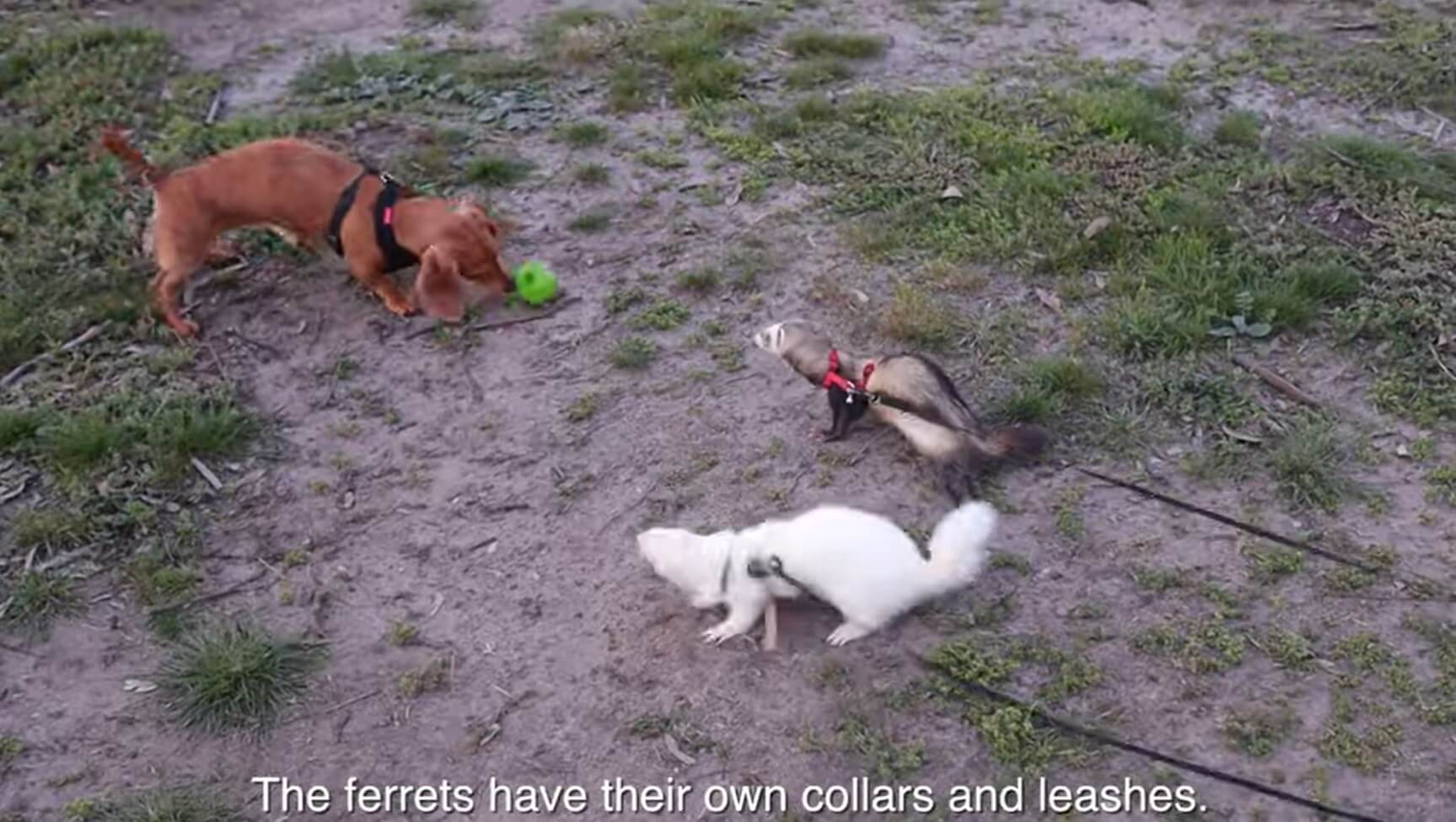 ダックスフンド,動画