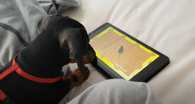 ダックスフンド,動画