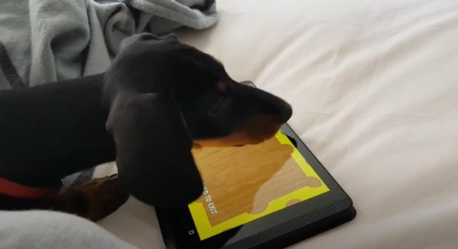 ダックスフンド,動画