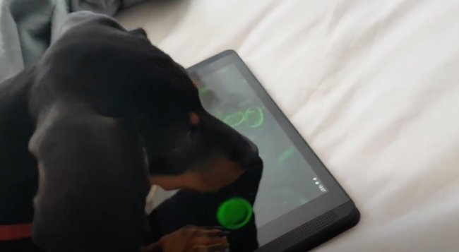 ダックスフンド,動画