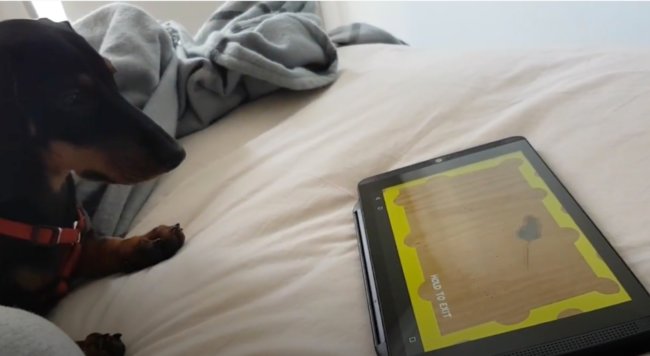 ダックスフンド,動画