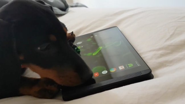 ダックスフンド,動画