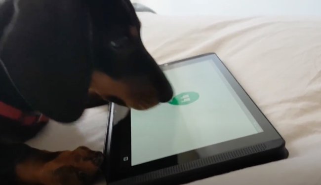 ダックスフンド,動画