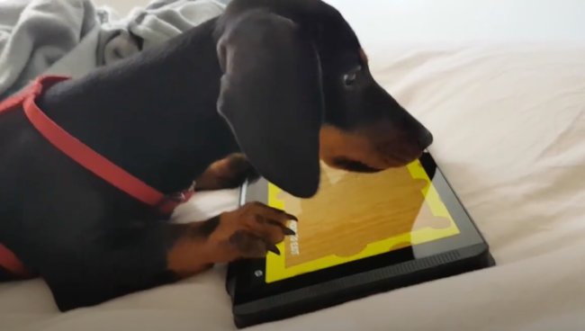 ダックスフンド,動画