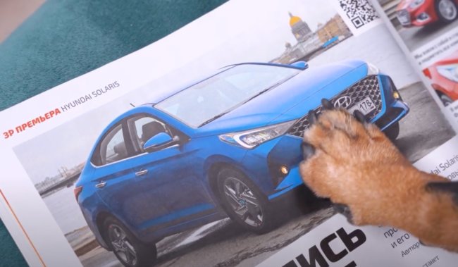 ダックスフンド,動画