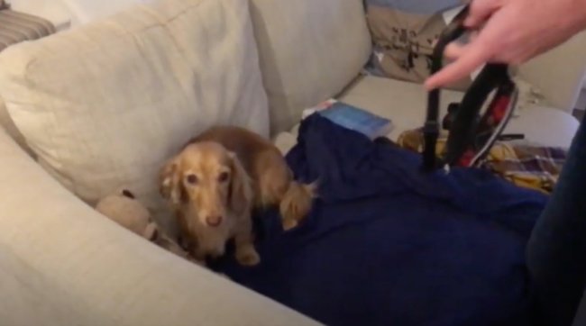 ダックスフンド,動画