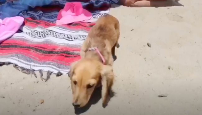 ダックスフンド,動画