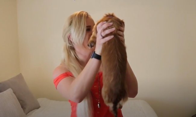 ダックスフンド,動画