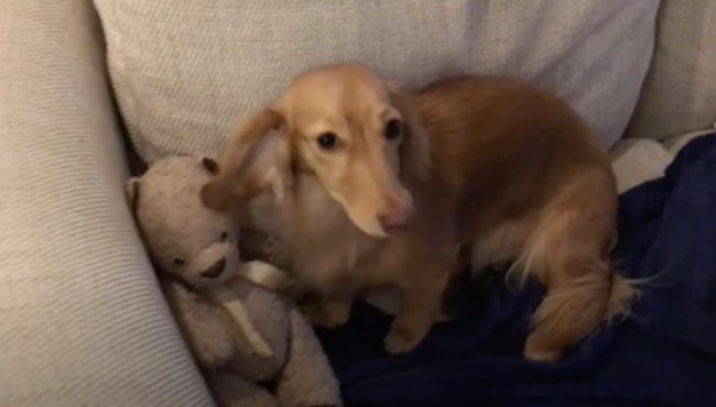 ダックスフンド,動画