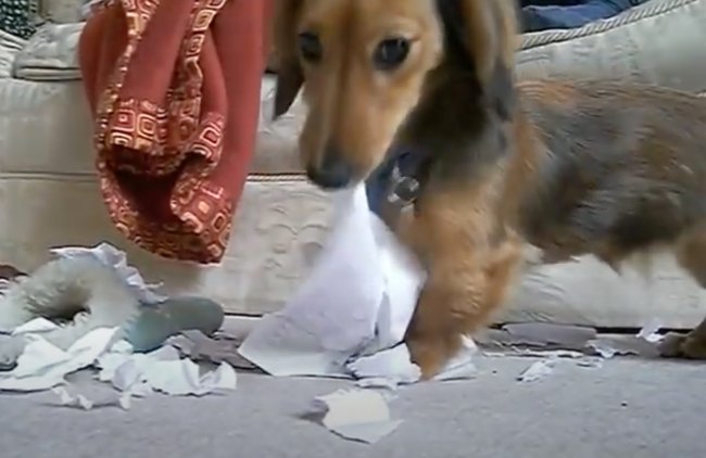 ダックスフンド,動画