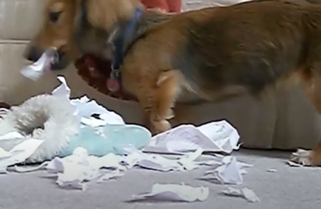 ダックスフンド,動画