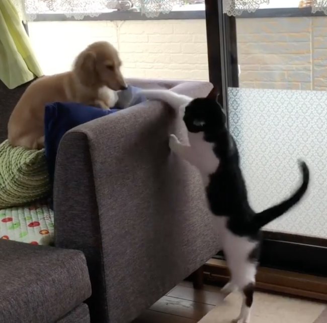 ダックスフンド,動画