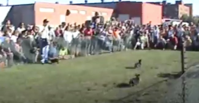 ダックスフンド,動画