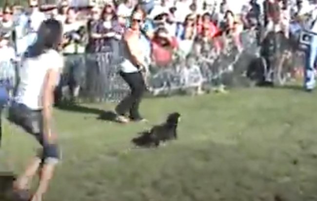 ダックスフンド,動画