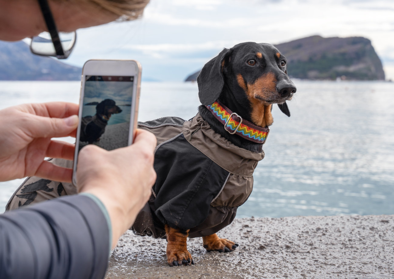 イッヌドットライフ