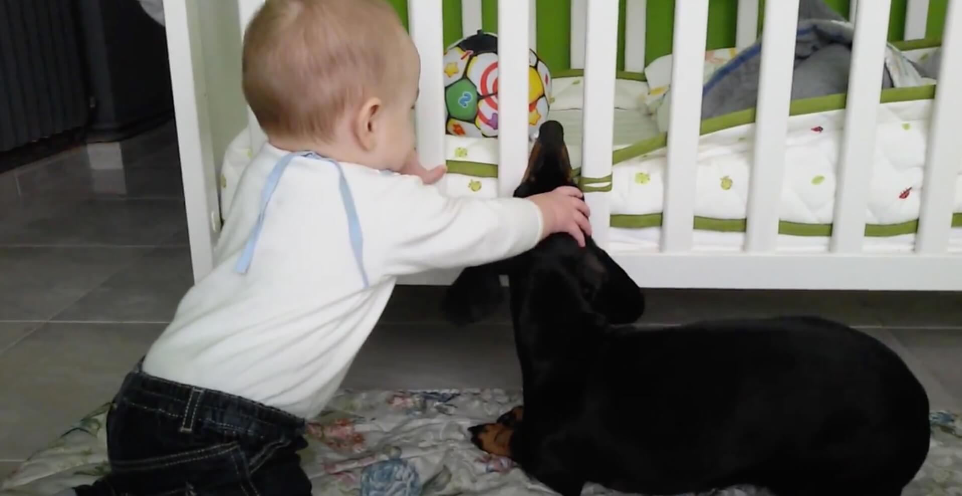 ダックスフンド,動画