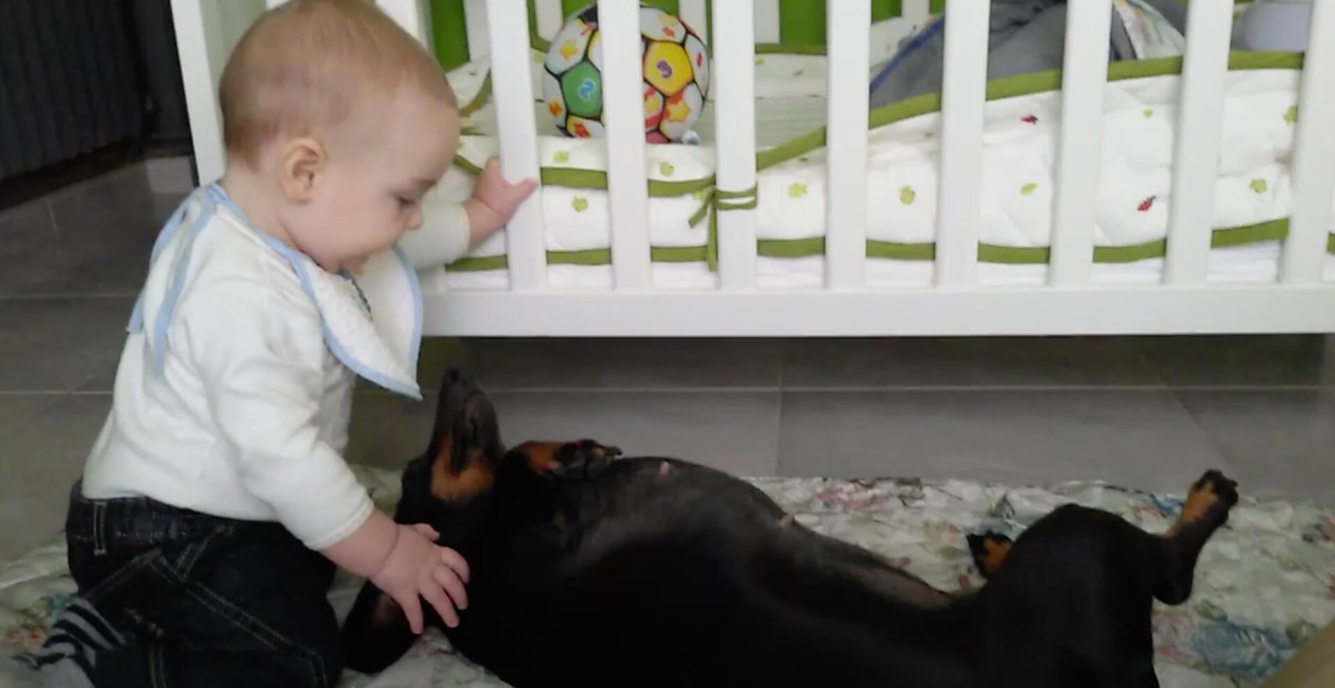 ダックスフンド,動画