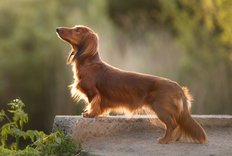 ダックスフンド,サプリ,筋トレわんわん