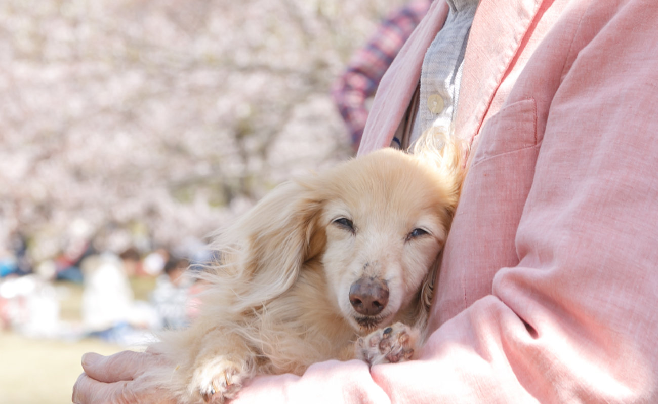 ダックスフンド,サプリ,筋トレわんわん