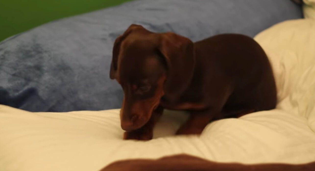 ダックスフンド,動画